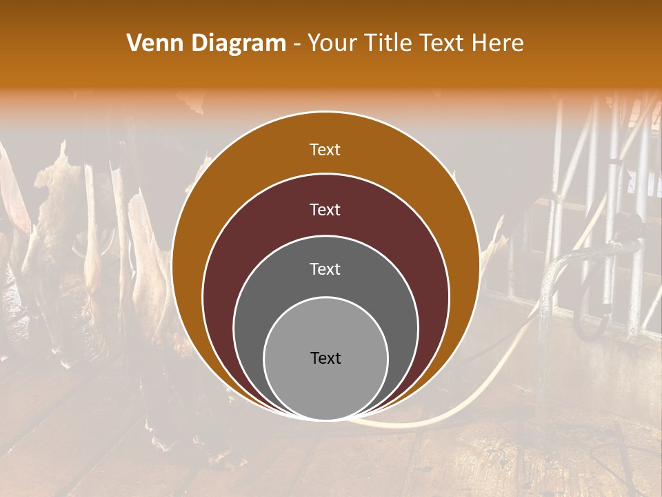 A Group Of Cows Standing Next To Each Other On A Wooden Floor PowerPoint Template
