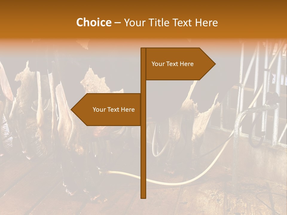 A Group Of Cows Standing Next To Each Other On A Wooden Floor PowerPoint Template