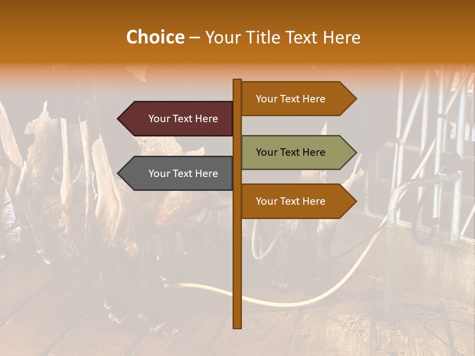 A Group Of Cows Standing Next To Each Other On A Wooden Floor PowerPoint Template