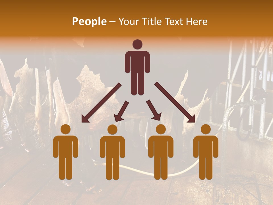 A Group Of Cows Standing Next To Each Other On A Wooden Floor PowerPoint Template