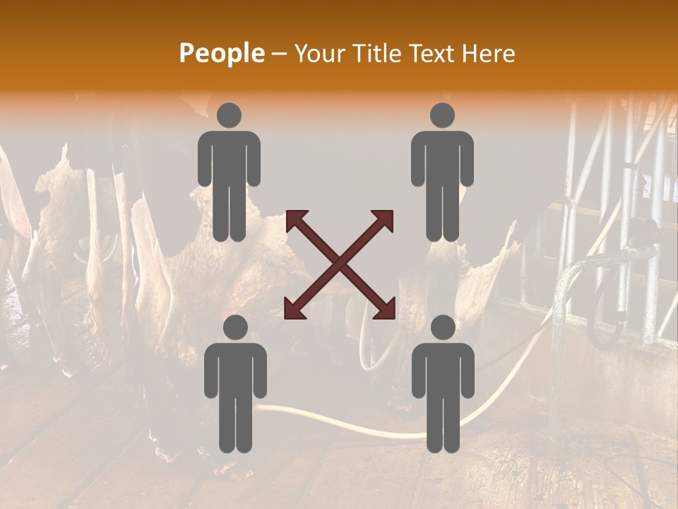 A Group Of Cows Standing Next To Each Other On A Wooden Floor PowerPoint Template