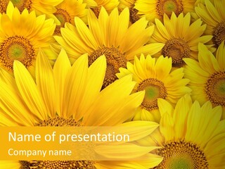 Beautiful Yellow Sunflower Petals Closeup PowerPoint Template