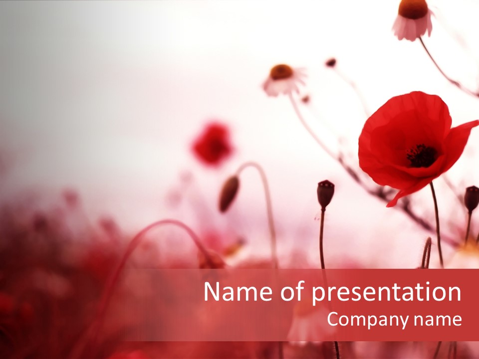 Poppy Field PowerPoint Template