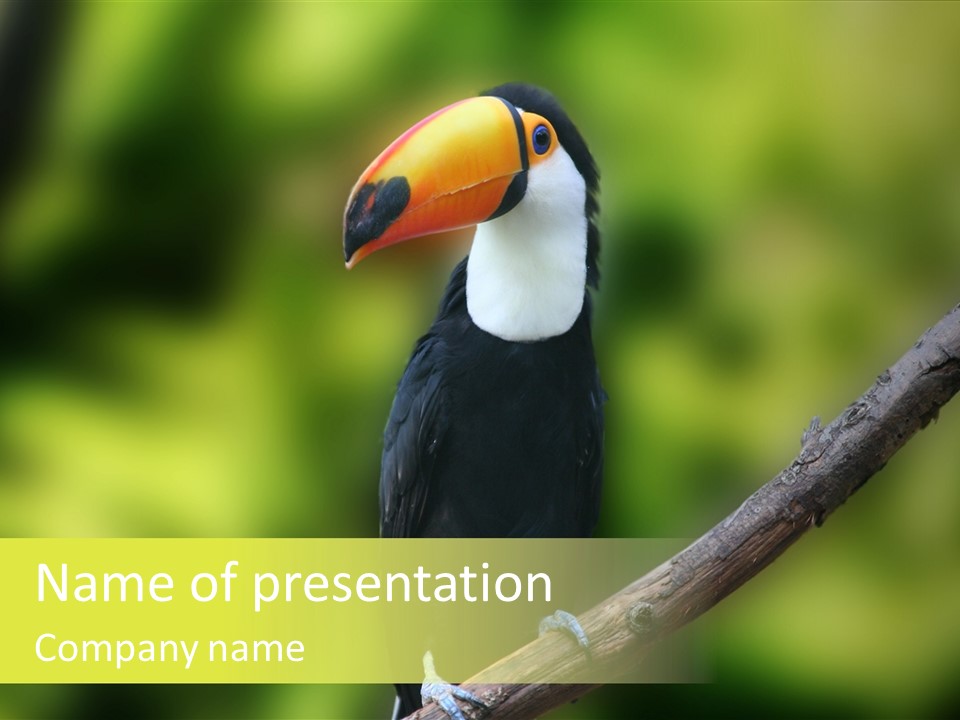 Beautiful Tucan Sitting On A Branch PowerPoint Template