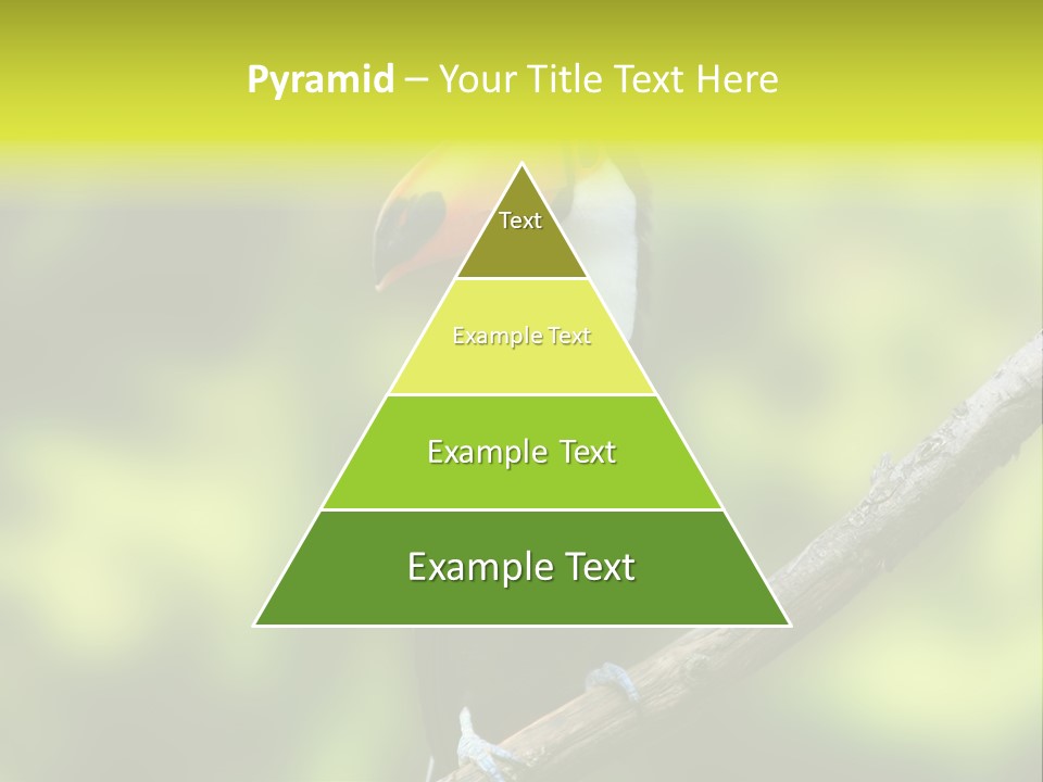 Beautiful Tucan Sitting On A Branch PowerPoint Template