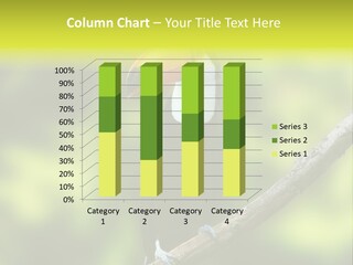 Beautiful Tucan Sitting On A Branch PowerPoint Template