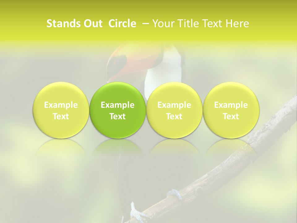 Beautiful Tucan Sitting On A Branch PowerPoint Template