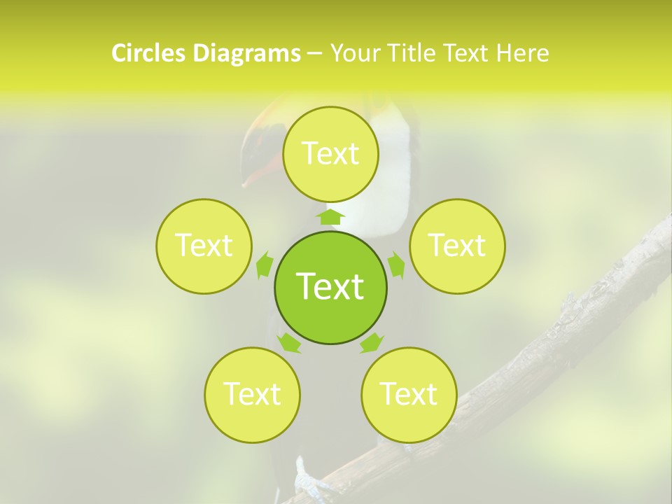 Beautiful Tucan Sitting On A Branch PowerPoint Template