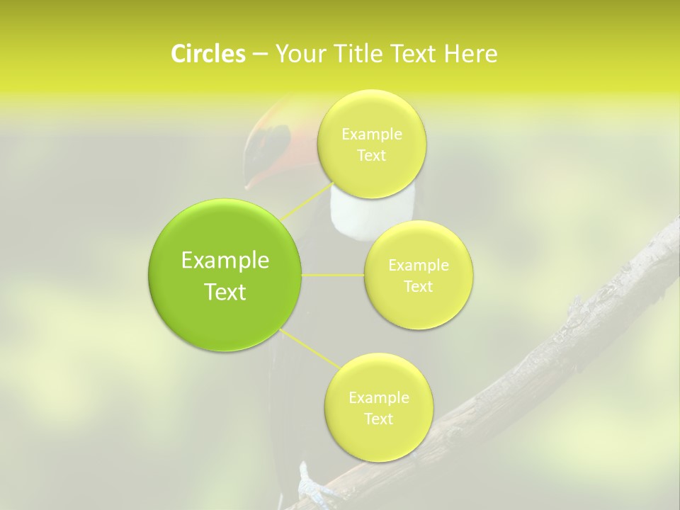 Beautiful Tucan Sitting On A Branch PowerPoint Template