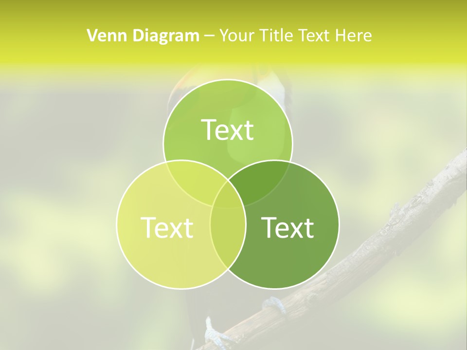 Beautiful Tucan Sitting On A Branch PowerPoint Template