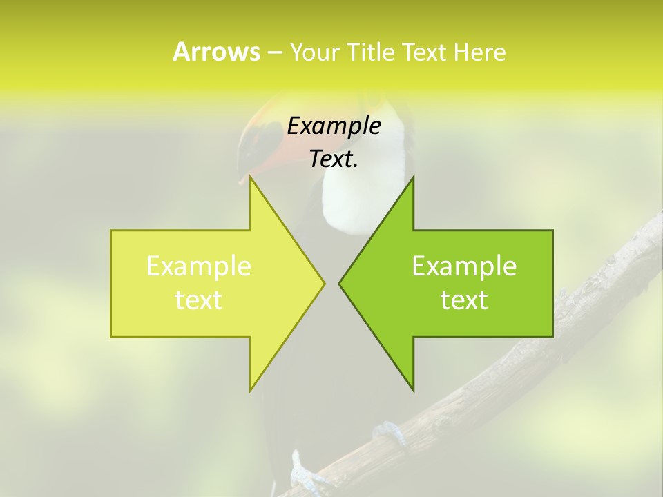 Beautiful Tucan Sitting On A Branch PowerPoint Template