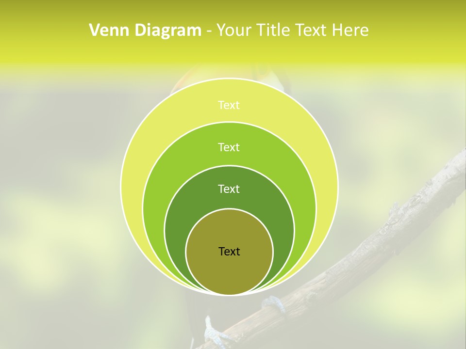 Beautiful Tucan Sitting On A Branch PowerPoint Template