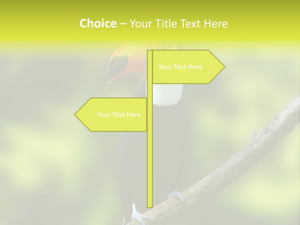 Beautiful Tucan Sitting On A Branch PowerPoint Template