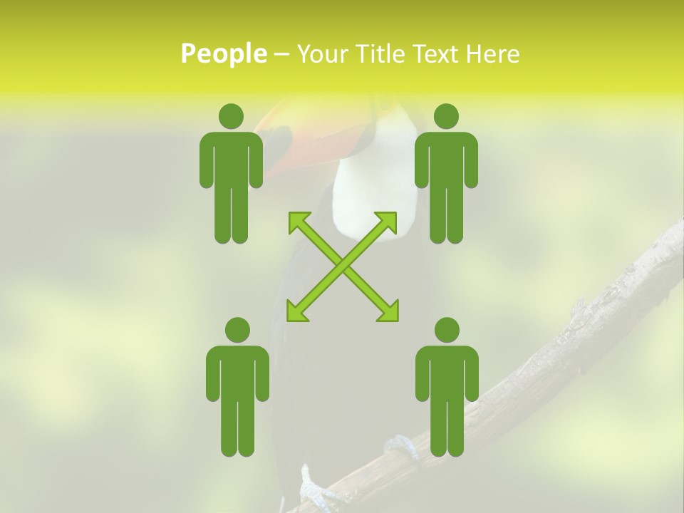 Beautiful Tucan Sitting On A Branch PowerPoint Template