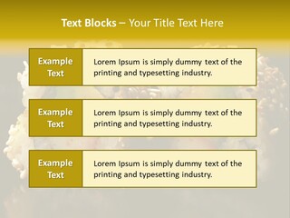 California Roll PowerPoint Template