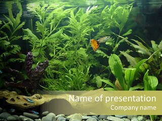 Tropical Freshwater Aquarium With Colorful Fish And Green Plants PowerPoint Template