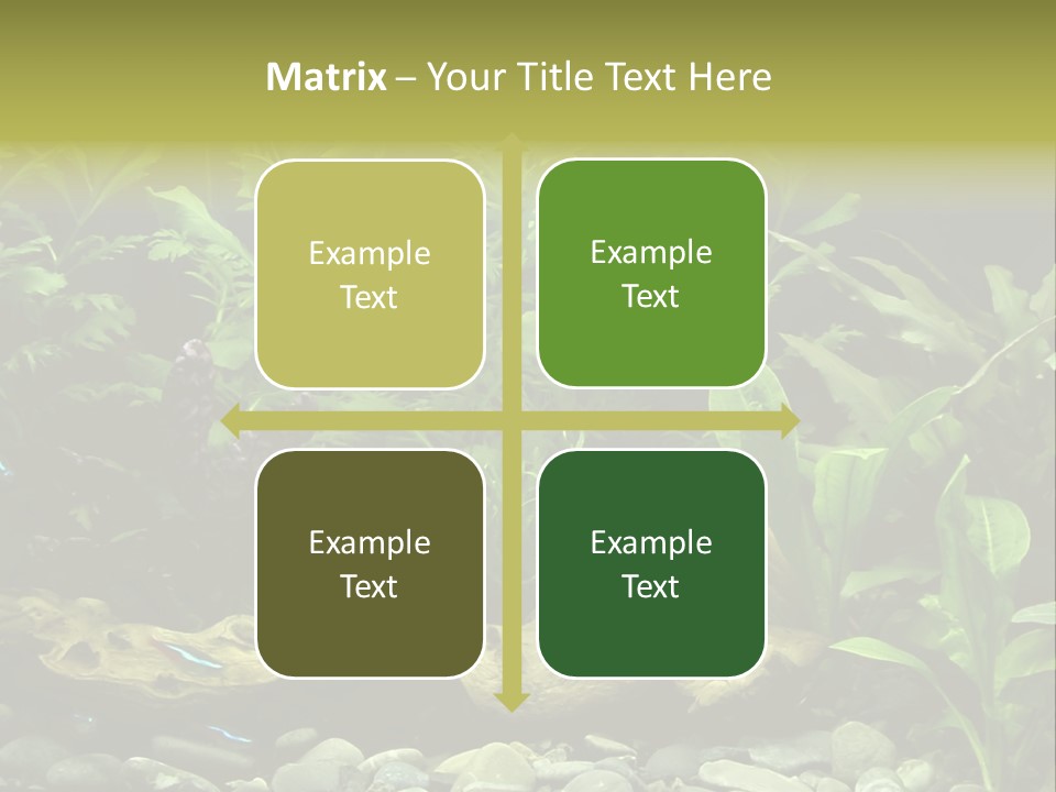 Tropical Freshwater Aquarium With Colorful Fish And Green Plants PowerPoint Template