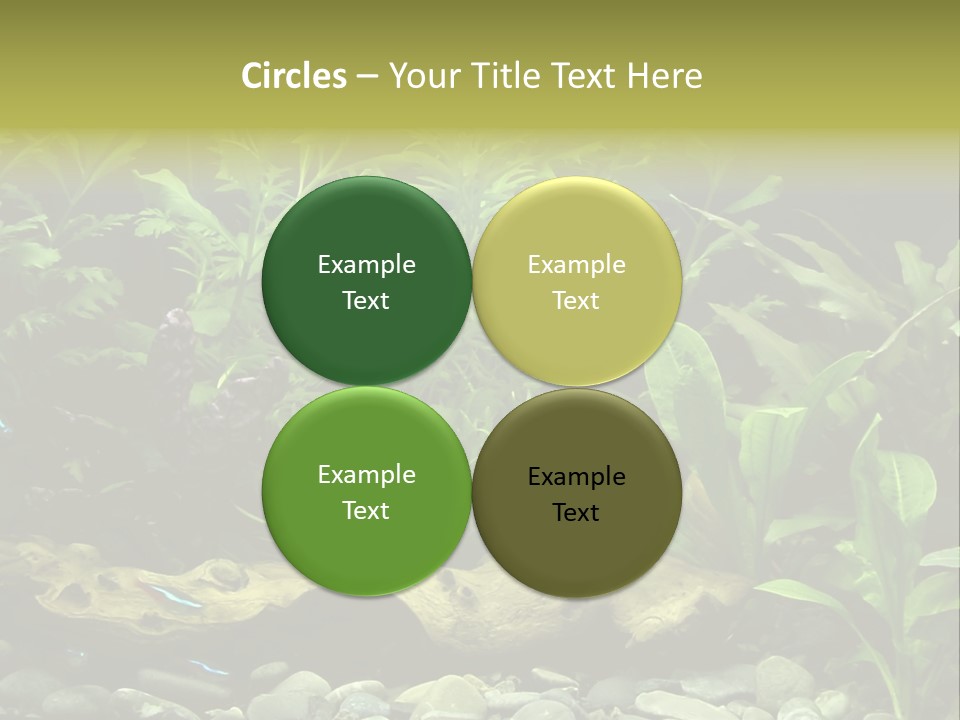 Tropical Freshwater Aquarium With Colorful Fish And Green Plants PowerPoint Template