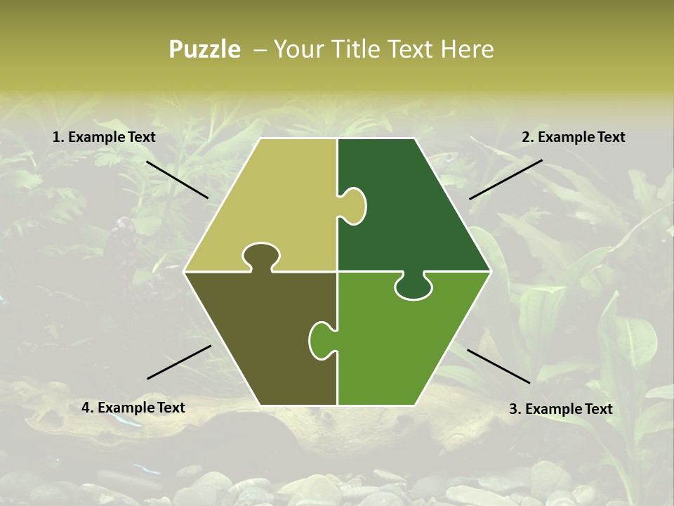 Tropical Freshwater Aquarium With Colorful Fish And Green Plants PowerPoint Template