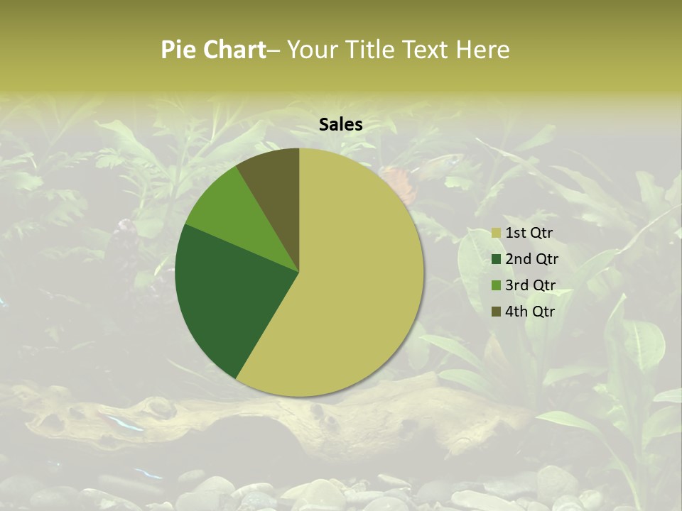 Tropical Freshwater Aquarium With Colorful Fish And Green Plants PowerPoint Template