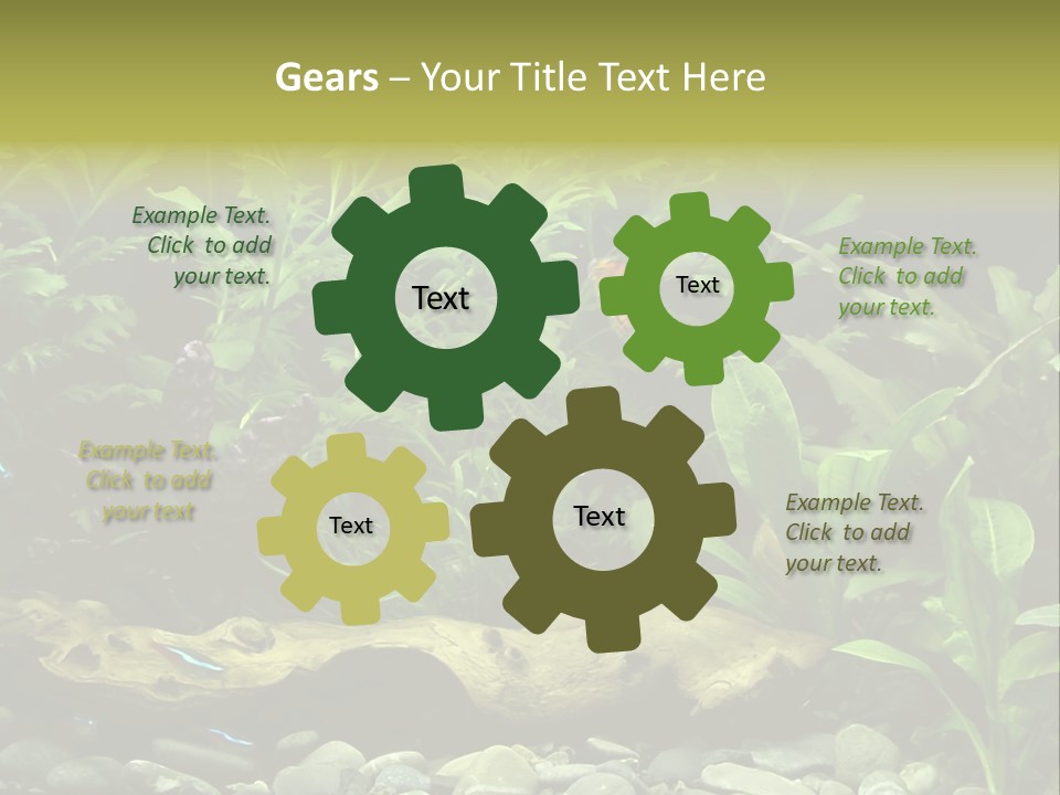 Tropical Freshwater Aquarium With Colorful Fish And Green Plants PowerPoint Template