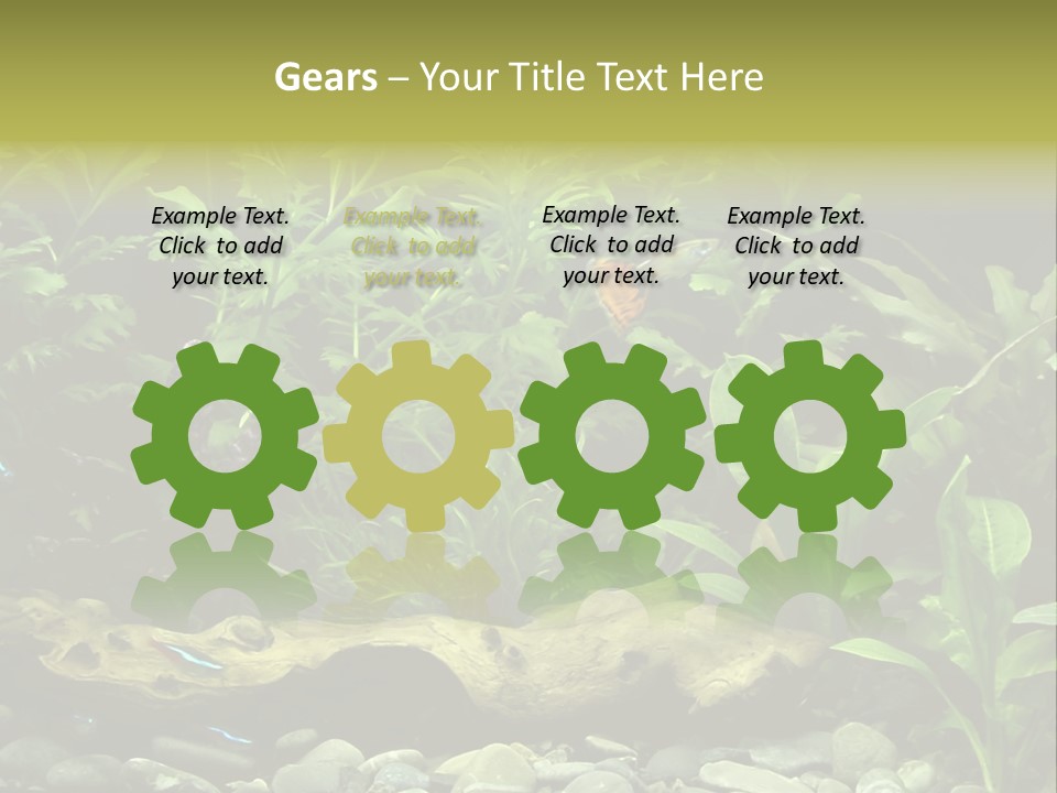 Tropical Freshwater Aquarium With Colorful Fish And Green Plants PowerPoint Template