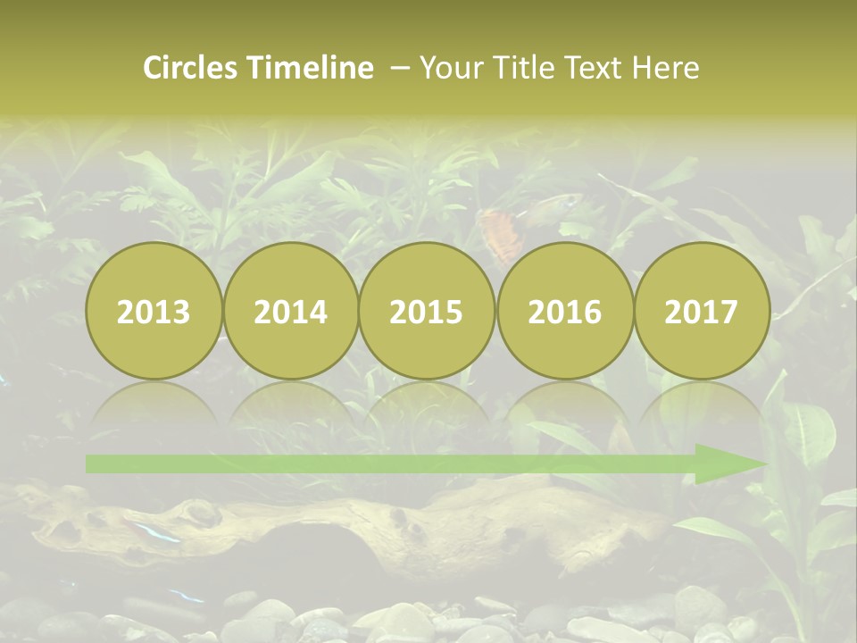 Tropical Freshwater Aquarium With Colorful Fish And Green Plants PowerPoint Template