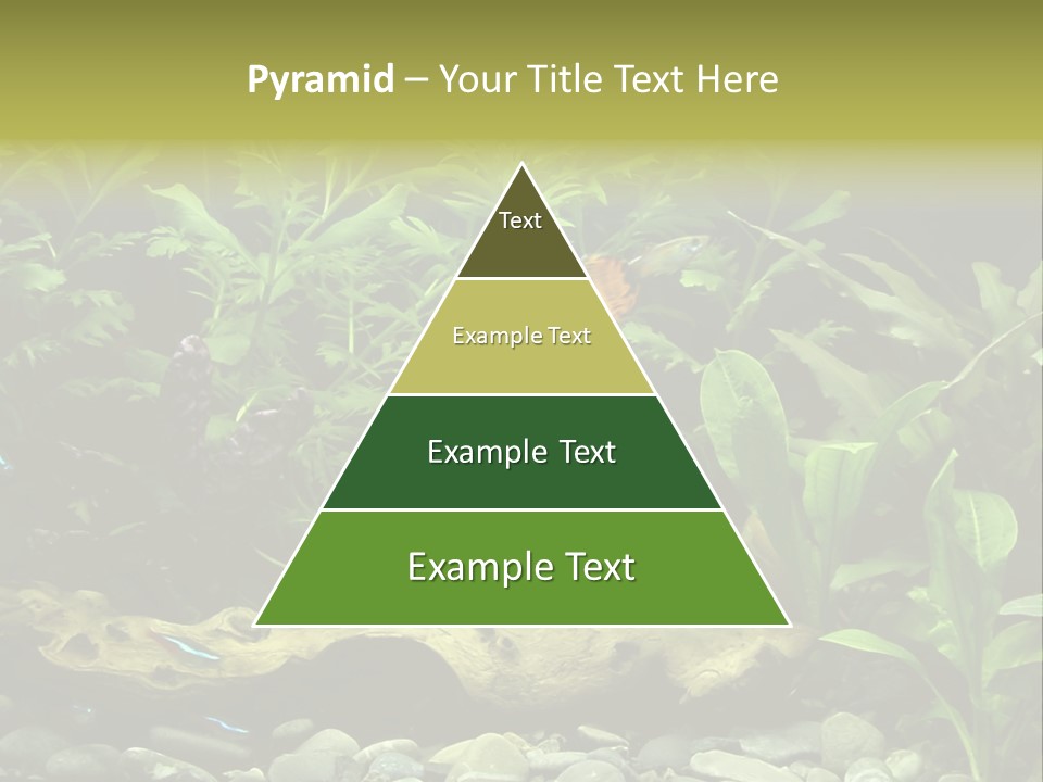 Tropical Freshwater Aquarium With Colorful Fish And Green Plants PowerPoint Template