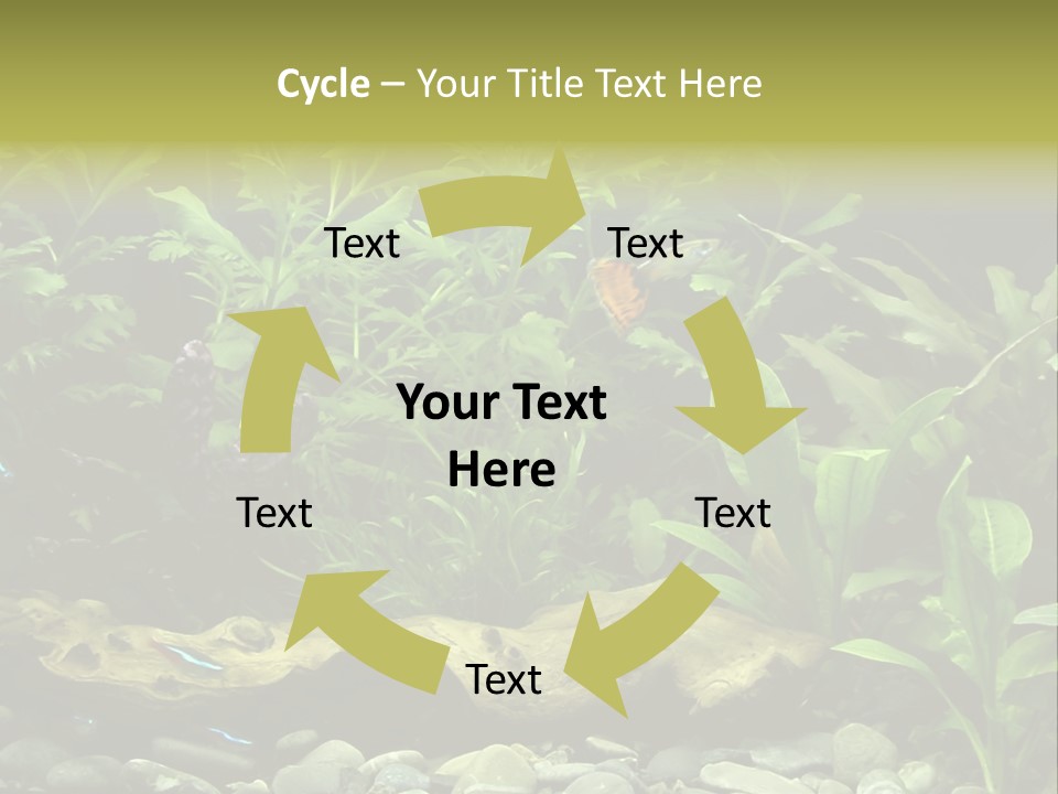 Tropical Freshwater Aquarium With Colorful Fish And Green Plants PowerPoint Template