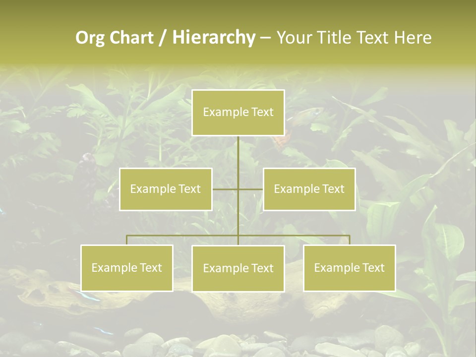 Tropical Freshwater Aquarium With Colorful Fish And Green Plants PowerPoint Template