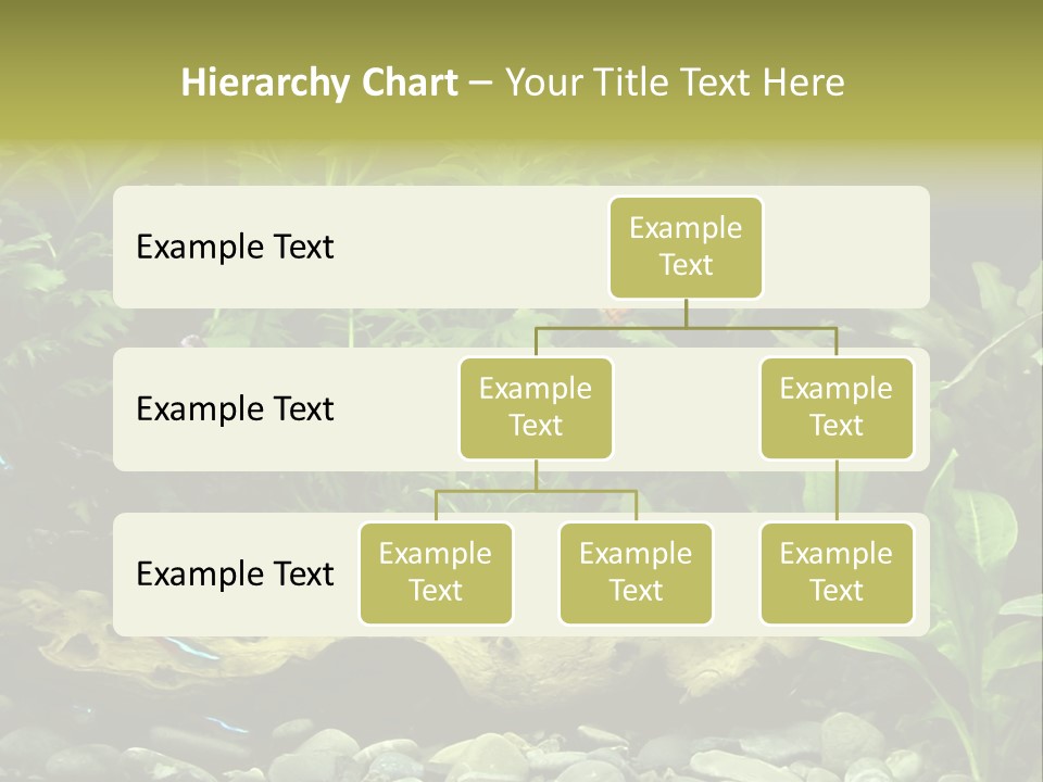 Tropical Freshwater Aquarium With Colorful Fish And Green Plants PowerPoint Template