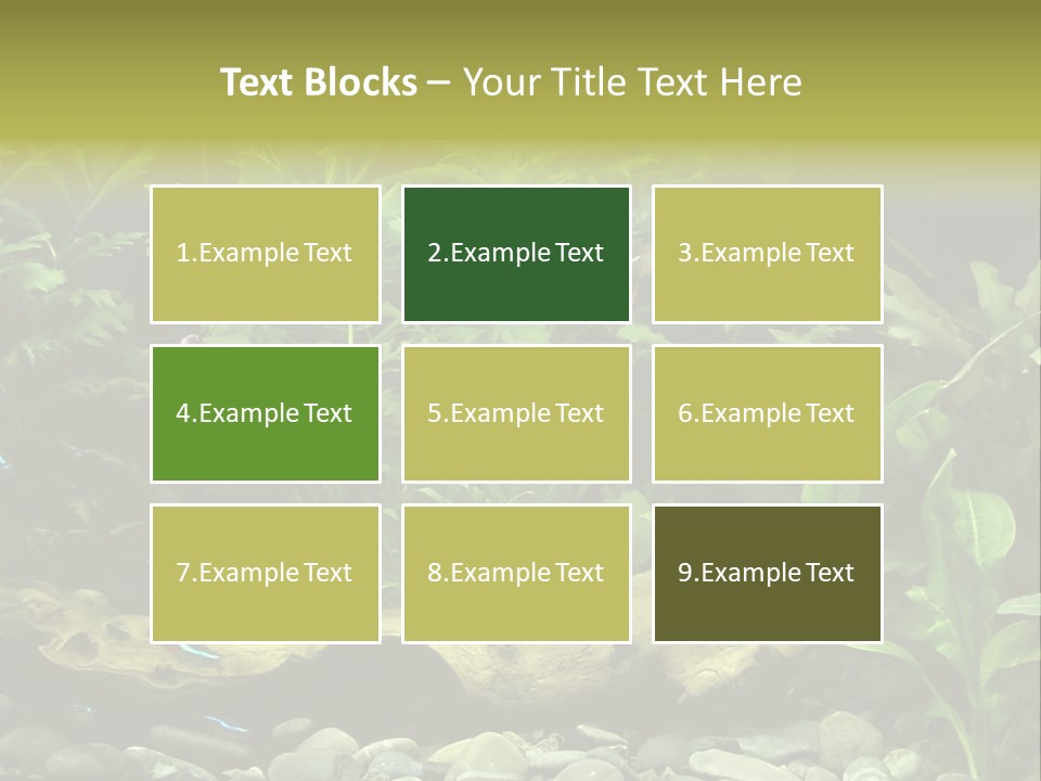 Tropical Freshwater Aquarium With Colorful Fish And Green Plants PowerPoint Template