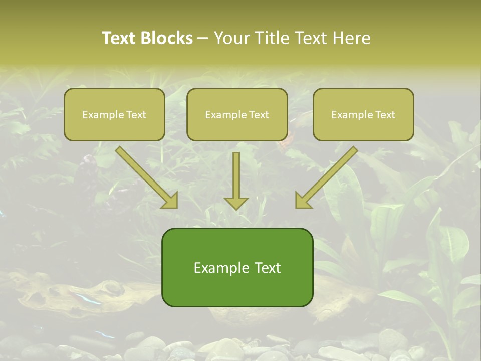 Tropical Freshwater Aquarium With Colorful Fish And Green Plants PowerPoint Template