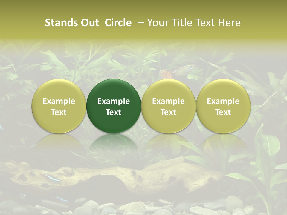 Tropical Freshwater Aquarium With Colorful Fish And Green Plants PowerPoint Template