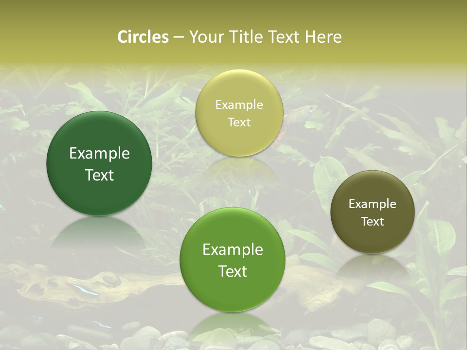 Tropical Freshwater Aquarium With Colorful Fish And Green Plants PowerPoint Template