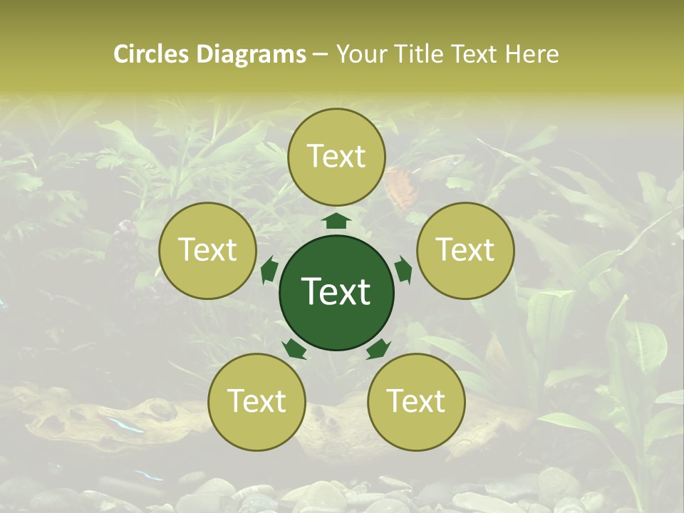 Tropical Freshwater Aquarium With Colorful Fish And Green Plants PowerPoint Template