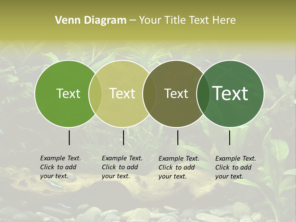 Tropical Freshwater Aquarium With Colorful Fish And Green Plants PowerPoint Template