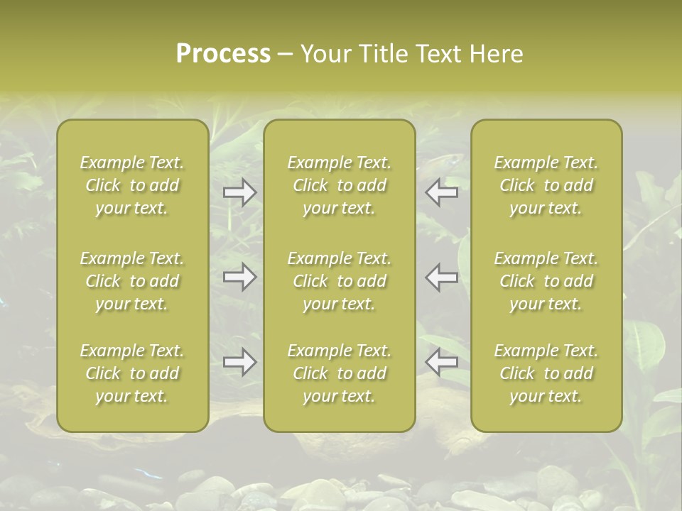 Tropical Freshwater Aquarium With Colorful Fish And Green Plants PowerPoint Template