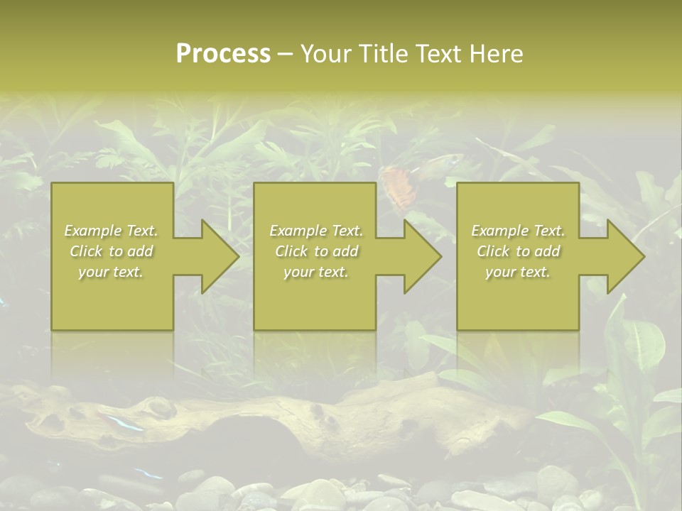 Tropical Freshwater Aquarium With Colorful Fish And Green Plants PowerPoint Template