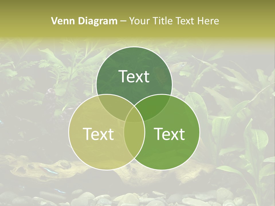 Tropical Freshwater Aquarium With Colorful Fish And Green Plants PowerPoint Template