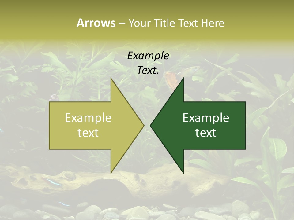 Tropical Freshwater Aquarium With Colorful Fish And Green Plants PowerPoint Template