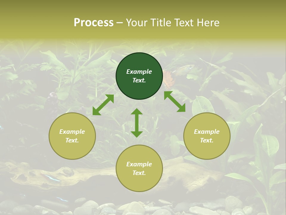 Tropical Freshwater Aquarium With Colorful Fish And Green Plants PowerPoint Template