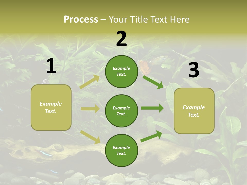 Tropical Freshwater Aquarium With Colorful Fish And Green Plants PowerPoint Template