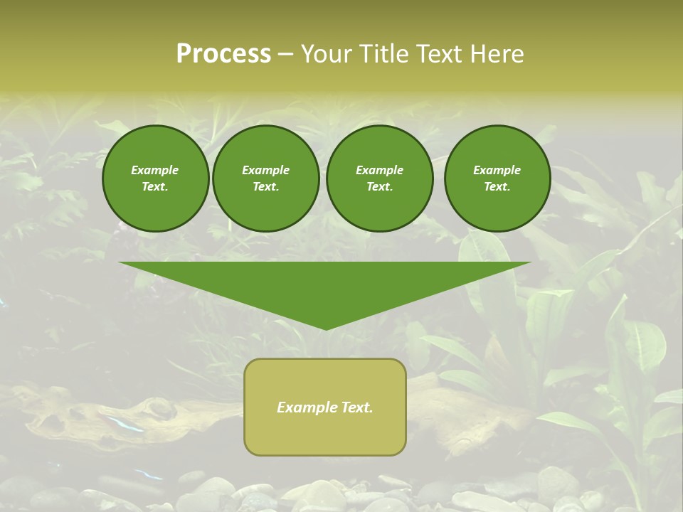 Tropical Freshwater Aquarium With Colorful Fish And Green Plants PowerPoint Template