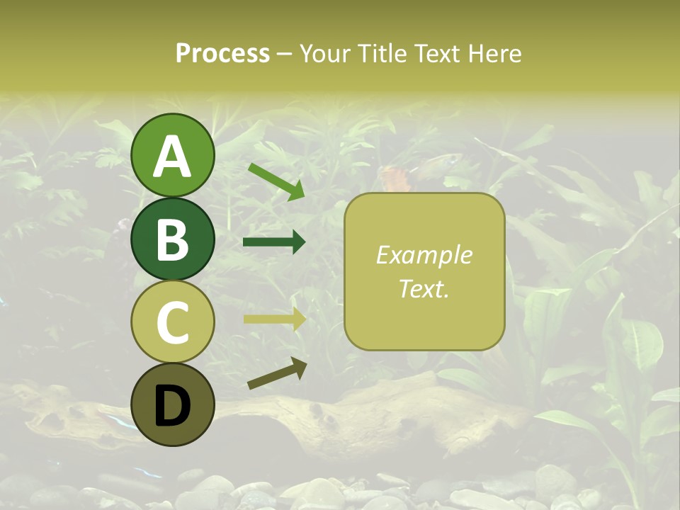 Tropical Freshwater Aquarium With Colorful Fish And Green Plants PowerPoint Template