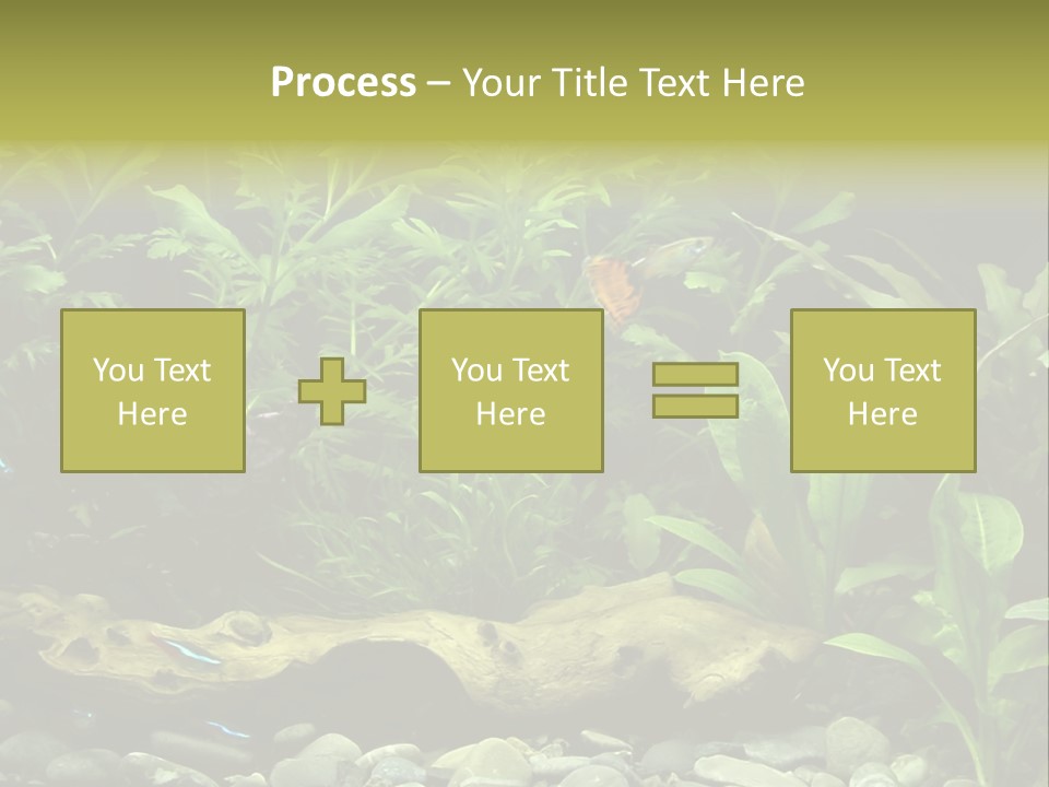 Tropical Freshwater Aquarium With Colorful Fish And Green Plants PowerPoint Template