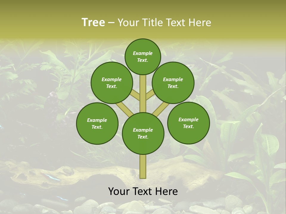 Tropical Freshwater Aquarium With Colorful Fish And Green Plants PowerPoint Template