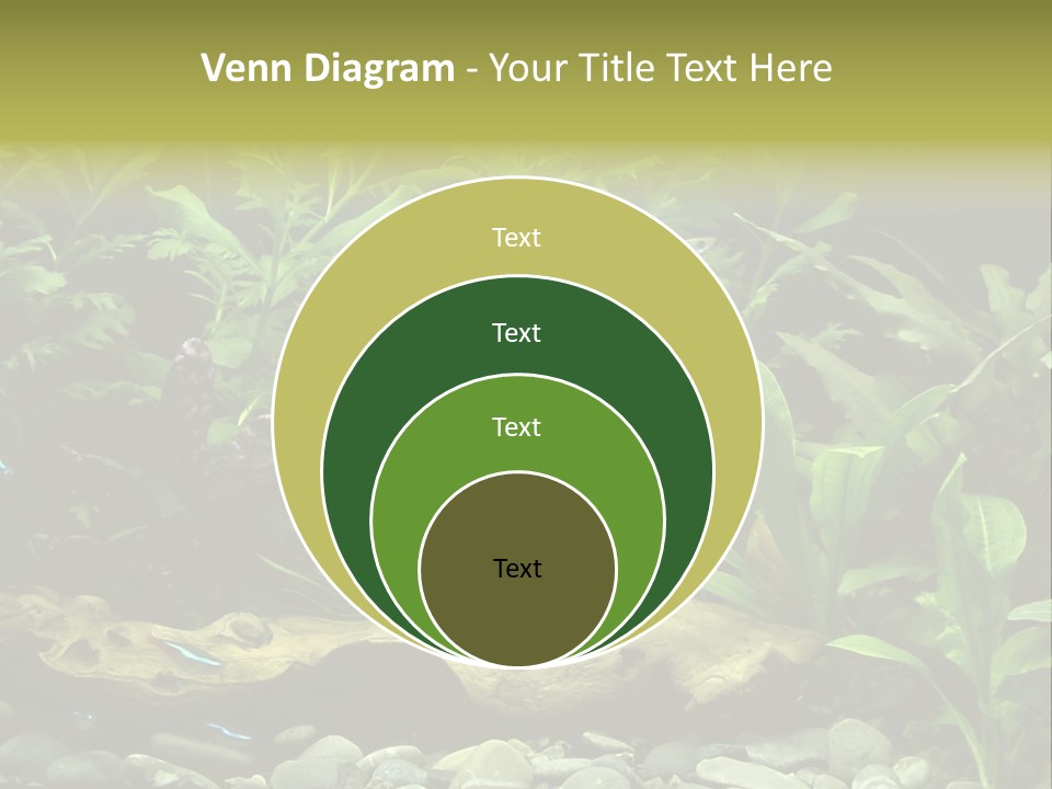Tropical Freshwater Aquarium With Colorful Fish And Green Plants PowerPoint Template