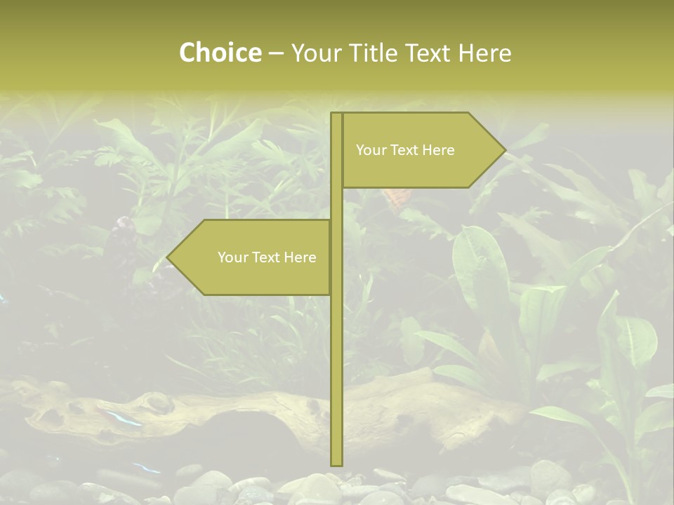 Tropical Freshwater Aquarium With Colorful Fish And Green Plants PowerPoint Template