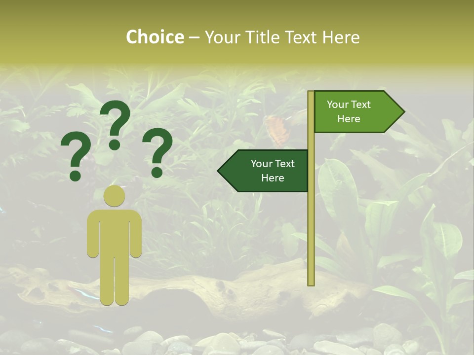 Tropical Freshwater Aquarium With Colorful Fish And Green Plants PowerPoint Template